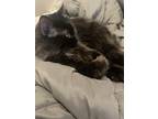 Adopt Poppy a Black (Mostly) Domestic Longhair / Mixed (long coat) cat in Reno
