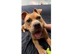 Adopt Nala a Tan/Yellow/Fawn American Pit Bull Terrier / Mixed dog in Asheville