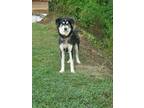 Adopt Blue a Black - with White Husky / Collie / Mixed dog in Knoxville