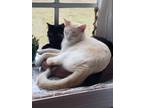 Adopt Lumos a White (Mostly) American Shorthair / Mixed (short coat) cat in Fort
