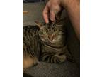 Adopt Waffles a Brown Tabby Domestic Shorthair / Mixed (medium coat) cat in