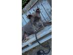 Adopt Ghost a Brown/Chocolate - with White American Pit Bull Terrier / Mixed dog
