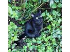 Adopt BeBe a All Black Bombay / Mixed (short coat) cat in Chico, CA (36625335)