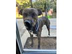 Adopt Jack a Brindle American Pit Bull Terrier / Mixed dog in San Antonio