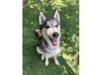 Adopt Arrow a Black - with White Husky / Mixed dog in West Frankfort