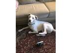 Adopt Frankie a White Labrador Retriever / Husky / Mixed dog in San Tan Valley