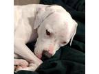 Adopt Freya a White Boxer / Mixed dog in Boise, ID (36625509)