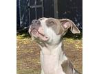 Adopt Jasmine a White - with Gray or Silver Pit Bull Terrier / Whippet / Mixed