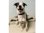 Adopt Sebastian a Brown/Chocolate - with White American Pit Bull Terrier / Husky
