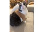 Adopt Riley a Calico or Dilute Calico Calico / Mixed (medium coat) cat in League