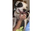 Adopt Daisy a Black - with White Terrier (Unknown Type, Medium) / Mixed dog in