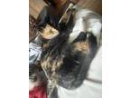 Adopt Persephone a Calico or Dilute Calico American Shorthair / Mixed (short