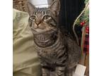 Adopt Ryuk a Brown or Chocolate (Mostly) American Shorthair / Mixed (short coat)
