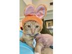 Adopt Barney a Orange or Red Tabby American Shorthair / Mixed (short coat) cat