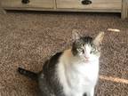Adopt Luna a Black & White or Tuxedo Siberian / Mixed (medium coat) cat in