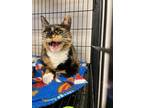 Adopt Themis a Calico or Dilute Calico Domestic Shorthair (short coat) cat in