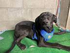 Adopt Chloe a Black Labrador Retriever / Retriever (Unknown Type) / Mixed dog in