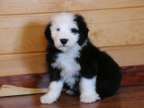 Old English Sheepdog For Sale