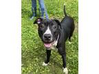 Adopt PopTart a Pit Bull Terrier, Mixed Breed