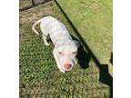 Adopt Q-Tip a Pit Bull Terrier, Mixed Breed