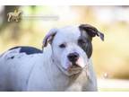 Adopt 73939a Dior a American Staffordshire Terrier, Mixed Breed