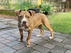 Adopt 73918A Gouda - VIP a American Staffordshire Terrier, Mixed Breed