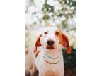 Adopt 73108a Freckles a Hound, Mixed Breed