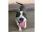 Adopt Clay a Pit Bull Terrier, Mixed Breed