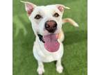 Adopt Chester a Mixed Breed