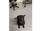 Adopt Tippie Toes a Pit Bull Terrier, Mixed Breed