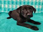 Adopt OMAHA a Labrador Retriever
