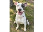 Adopt WEBBER a Pit Bull Terrier, Mixed Breed