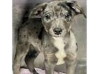 Adopt Remy a Mixed Breed
