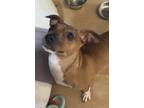 Adopt Mickey Mouse a Mixed Breed
