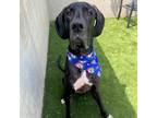Adopt Archie a Great Dane