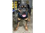 Adopt Toby a Rottweiler, Mixed Breed