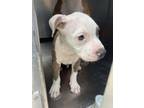 Adopt 55991384 a American Staffordshire Terrier, Mixed Breed
