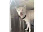 Adopt Diesel a Husky, Mixed Breed