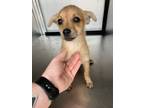 Adopt Lil Goober a Terrier, Mixed Breed