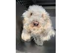 Adopt Cotton a Poodle, Mixed Breed