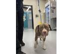 Adopt BOOGIE BIG HEAD a Pit Bull Terrier, Mixed Breed