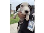 Adopt A111875 a American Staffordshire Terrier, Mixed Breed