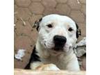 Adopt OJOS a American Staffordshire Terrier