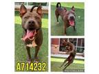 Adopt SWOOP a American Staffordshire Terrier