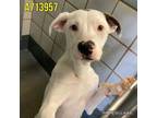 Adopt SPARKY a American Staffordshire Terrier