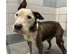 Adopt OTTO a American Staffordshire Terrier