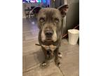 Adopt INDO a American Staffordshire Terrier