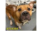 Adopt BUGGY a American Staffordshire Terrier, Boxer