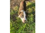 Adopt KT a American Staffordshire Terrier