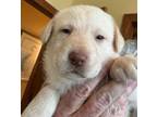 Adopt Garnet a Labrador Retriever